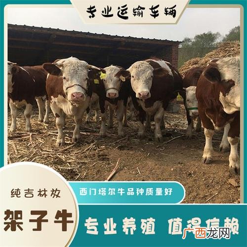 浙江黄牛养殖基地 苏北黄牛养殖