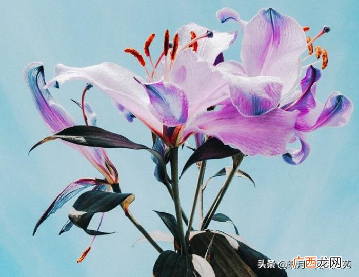 人生淡然一笑也很美 人生最美的淡然图片