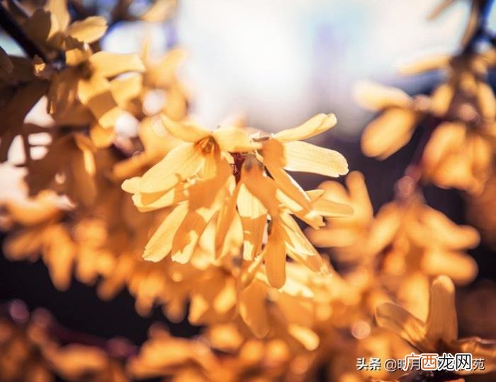 人生淡然一笑也很美 人生最美的淡然图片