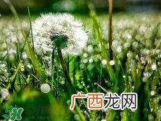 蒲公英可以治刺瘊吗?蒲公英为什么能治瘊子?