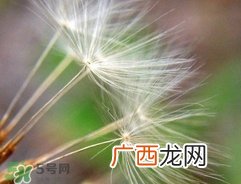 蒲公英可以治刺瘊吗?蒲公英为什么能治瘊子?