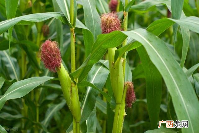 秋玉米最佳种植时间具体 夏季适合种什么农作物