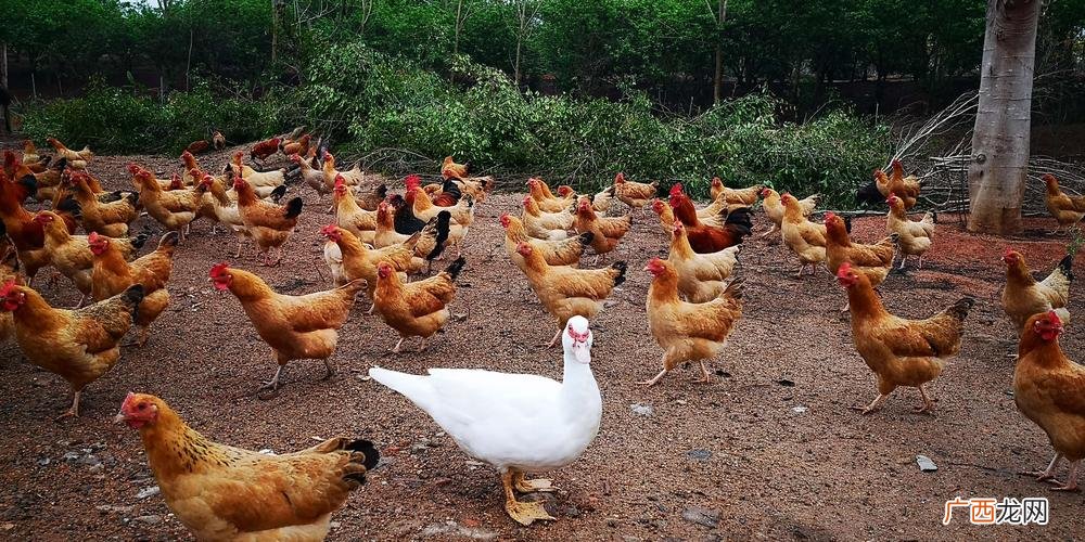 养殖场养了鸡鸭鹅三种家禽 养殖公司共有鸡丶鸭