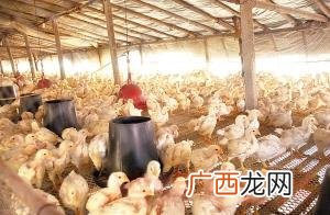 养殖场养了鸡鸭鹅三种家禽 养殖公司共有鸡丶鸭