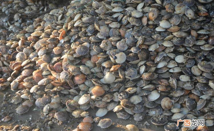 海洋污损生物 养殖附着生物