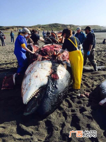 海洋污损生物 养殖附着生物