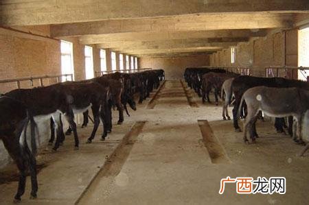 河南养驴基地在哪里 安庆哪有驴养殖场