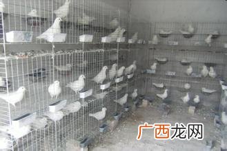 鸽子养殖大棚 昌邑鸽子养殖大户