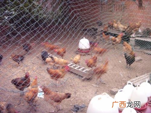土鸡苗价格 达州土鸡养殖场
