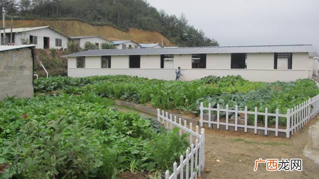 土鸡苗价格 达州土鸡养殖场