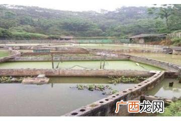 甲鱼养殖视频 东莞甲鱼养殖场地址