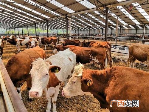 养牛养殖场 赣州黄牛养殖场
