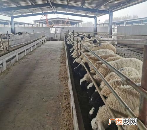 梁山县建成养殖场 梁山县运养殖场