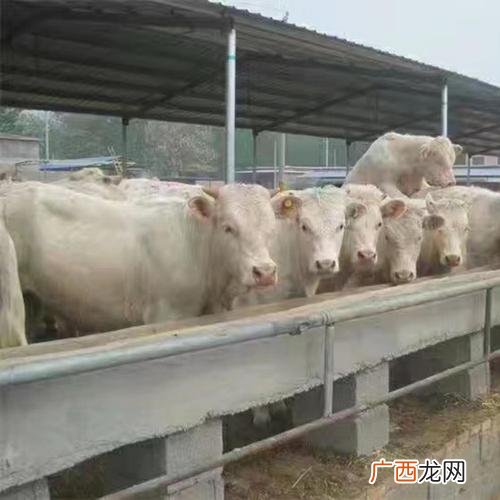 梁山县建成养殖场 梁山县运养殖场