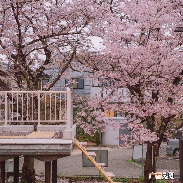 樱花文案/待君有余暇 樱花唯美句子简短