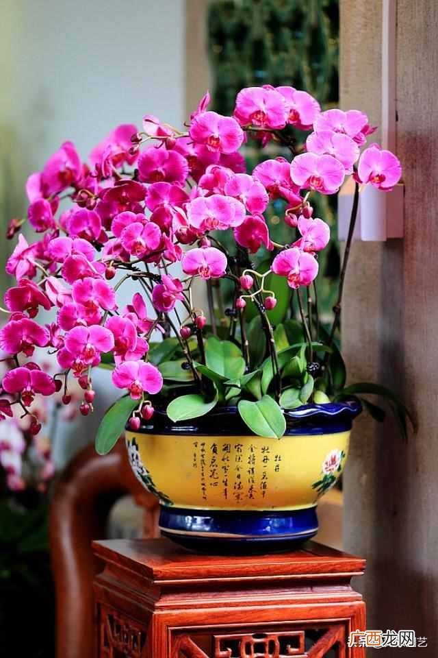 家里放什么植物招财（家里摆什么植物改善运势