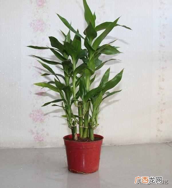 家里放什么植物招财（家里摆什么植物改善运势