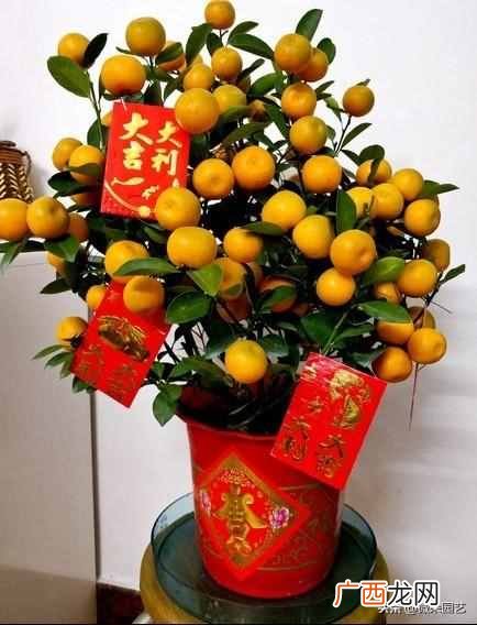 家里放什么植物招财（家里摆什么植物改善运势