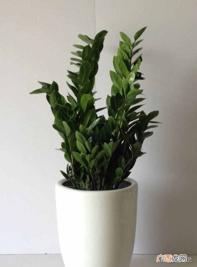 家里放什么植物招财（家里摆什么植物改善运势