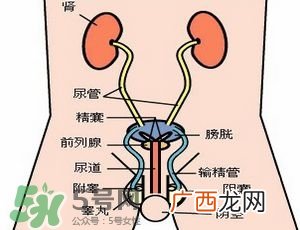 肾结石怎么治最好?肾结石的医治方法