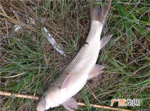 养殖纯养鲮鱼密度 麦鲮如可养殖才高产