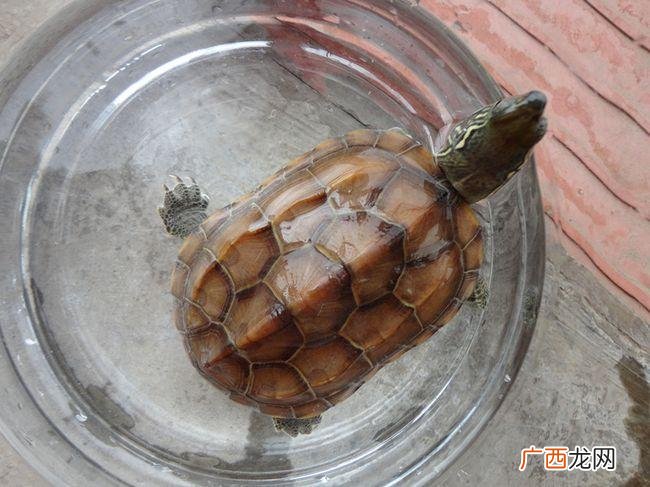 黄耳龟好还是巴西龟好 石龟种龟养殖池怎么健