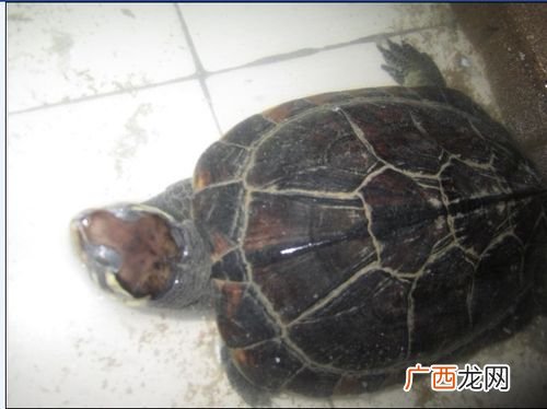 黄耳龟好还是巴西龟好 石龟种龟养殖池怎么健