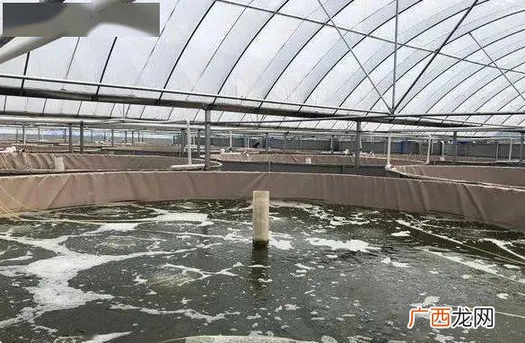 虾养殖一亩投资成本 龙虾养殖一亩投资成本
