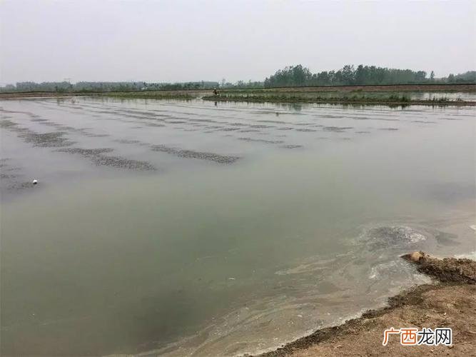 虾养殖一亩投资成本 龙虾养殖一亩投资成本
