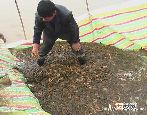 养殖水蛭一年能挣多少 水蛭养殖每亩成本多少