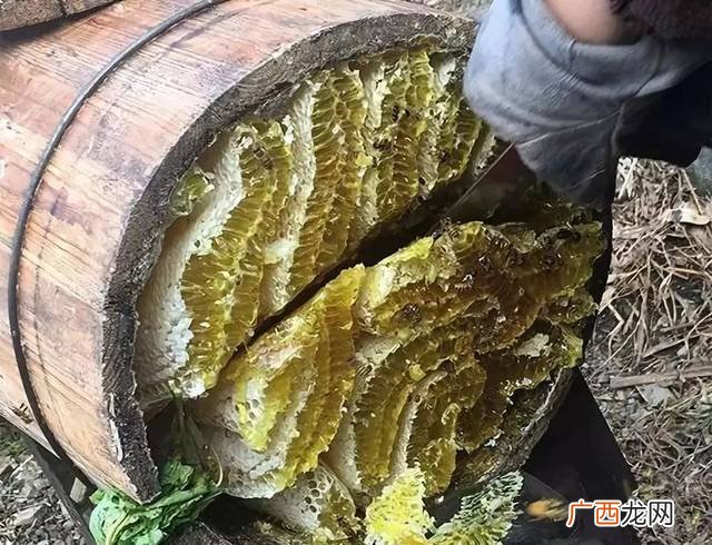 胡蜂养殖 土蜂养殖赚大钱