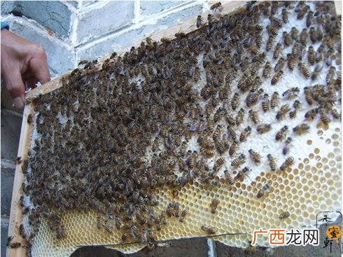 胡蜂养殖 土蜂养殖赚大钱