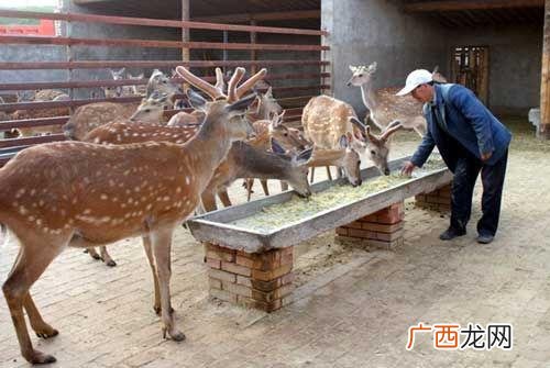 梅花鹿种苗哪里有卖幼鹿 养殖鹿需要投资多少钱