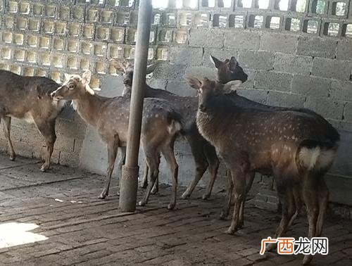 梅花鹿种苗哪里有卖幼鹿 养殖鹿需要投资多少钱