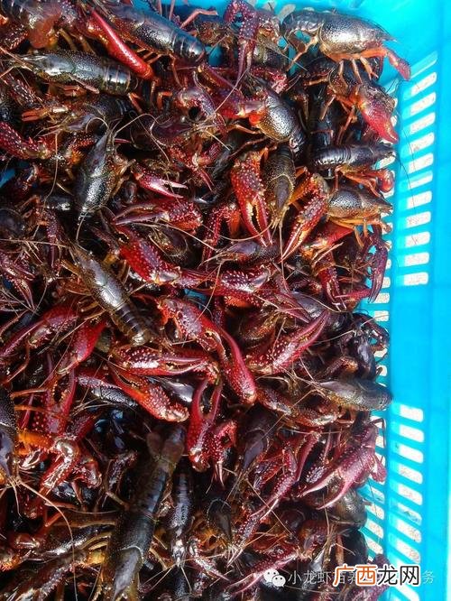 养殖小龙虾一亩可赚多少钱 养殖小龙虾一亩的成本