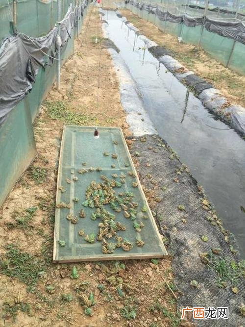 青蛙养殖场 四川养殖青蛙