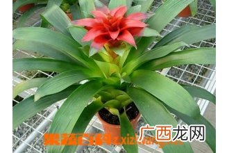 鸿运当头花怎么养 鸿运当头的养殖方法技巧