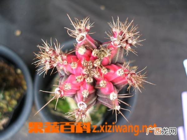 多肉植物绯牡丹栽培与养护