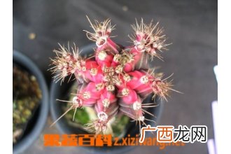 多肉植物绯牡丹栽培与养护