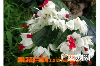 龙吐珠如何养殖 龙吐珠的养护要点