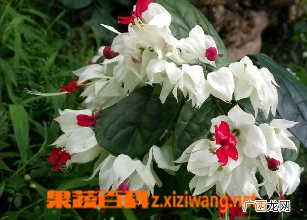 龙吐珠如何养殖 龙吐珠的养护要点
