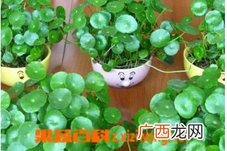 碗莲如何种植 碗莲种植方法图解