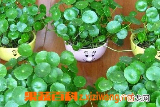 碗莲如何种植 碗莲种植方法图解
