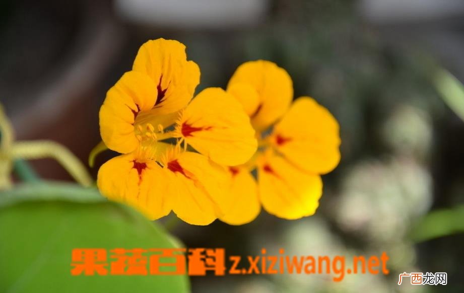 旱金莲图片 旱金莲种植方法教程