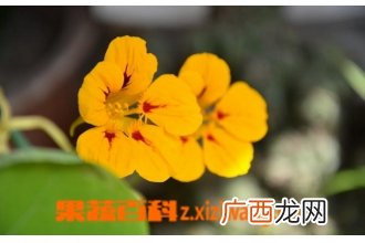 旱金莲图片 旱金莲种植方法教程
