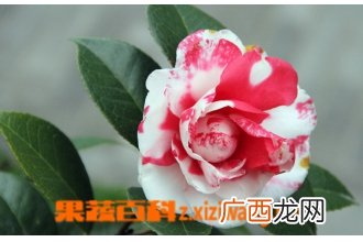 茶梅如何养殖 盆栽茶梅的养殖方法