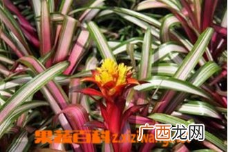 丹尼斯凤梨如何养 丹尼斯凤梨的养殖方法