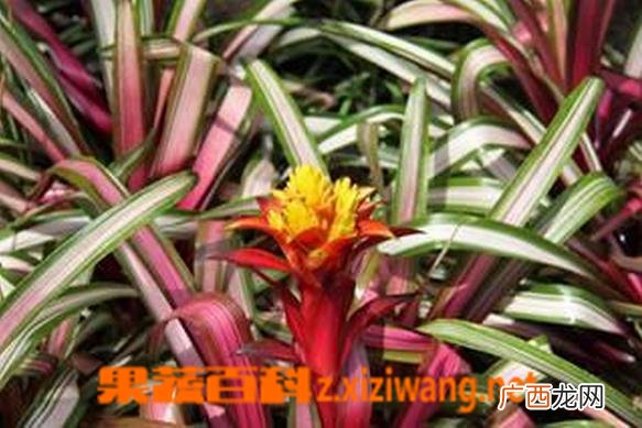 丹尼斯凤梨如何养 丹尼斯凤梨的养殖方法