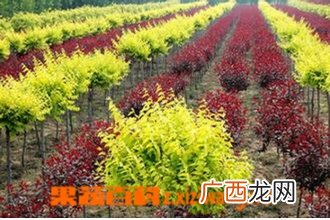 朱羽合欢的繁殖方法和栽培技术