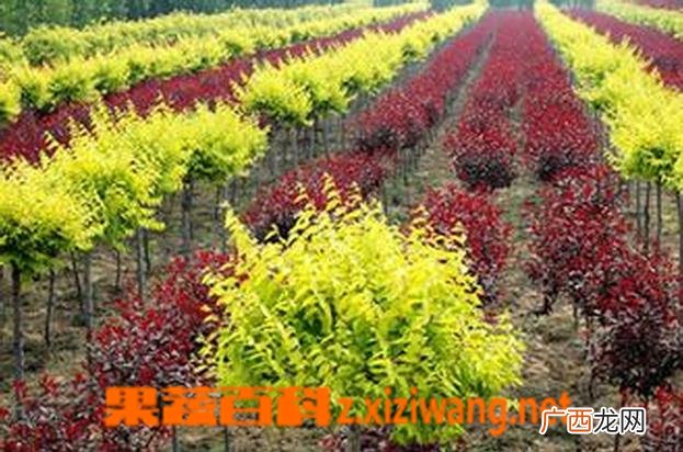 朱羽合欢的繁殖方法和栽培技术